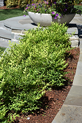 Lemon Lime Nandina (Nandina domestica 'Lemon Lime') at Lakeshore Garden Centres