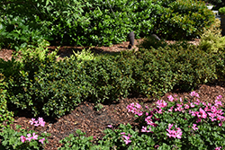 Little Rascal Meserve Holly (Ilex x meserveae 'Mondo') at Lakeshore Garden Centres