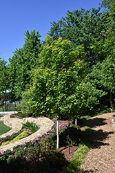 Main Street Purpleblow Maple (Acer truncatum 'Main Street') at Lakeshore Garden Centres