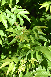 Mexican Buckeye (Ungnadia speciosa) at Lakeshore Garden Centres