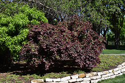 Suzanne Chinese Fringeflower (Loropetalum chinense 'Suzanne') at Lakeshore Garden Centres