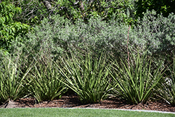 Pink Parade Red Yucca (Hesperaloe 'Perfu') at Lakeshore Garden Centres