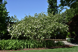 Anacacho Orchid Tree (Bauhinia lunarioides) at Lakeshore Garden Centres