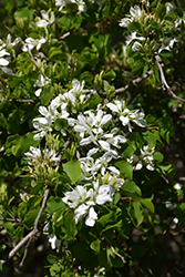 Anacacho Orchid Tree (Bauhinia lunarioides) at Lakeshore Garden Centres