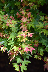 Koto Maru Japanese Maple (Acer palmatum 'Koto Maru') at Lakeshore Garden Centres