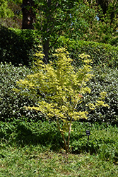 Super Dragon Purpleblow Maple (Acer truncatum 'Super Dragon') at Lakeshore Garden Centres