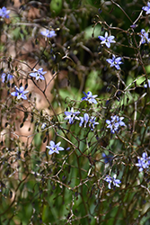 Coolvista Dianella (Dianella revoluta 'Allyn-Citation') at Lakeshore Garden Centres