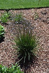 Coolvista Dianella (Dianella revoluta 'Allyn-Citation') at Lakeshore Garden Centres