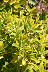 Golden Oakland Holly (Ilex 'Magden') at Lakeshore Garden Centres