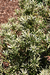 Roman Candle Podocarpus (Podocarpus macrophyllus 'Miu') at Lakeshore Garden Centres
