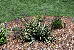 Clarity Blue Dianella (Dianella 'DP401') at Lakeshore Garden Centres