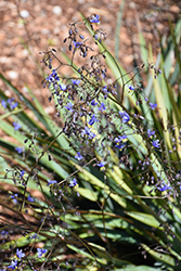 Clarity Blue Dianella (Dianella 'DP401') at Lakeshore Garden Centres