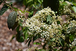 Snow Joey Viburnum (Viburnum luzonicum 'BLV01') at Lakeshore Garden Centres