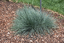 Cool As Ice Blue Fescue (Festuca glauca 'Cool As Ice') at Golden Acre Home & Garden