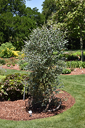 Silver Drop Cider Gum (Eucalyptus gunnii 'Silver Drop') at Lakeshore Garden Centres
