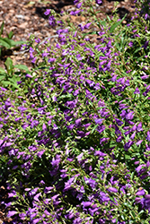 Little Bells Beard Tongue (Penstemon 'Novapenbel') at Lakeshore Garden Centres