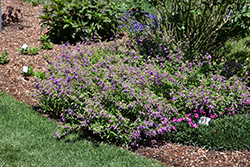 Little Bells Beard Tongue (Penstemon 'Novapenbel') at Lakeshore Garden Centres
