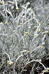 Silverball Curry Plant (Helichrysum stoechas 'Silverball') at Lakeshore Garden Centres