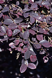 Sparkling Sangria Chinese Fringeflower (Loropetalum chinense 'PIILC-II') at Lakeshore Garden Centres