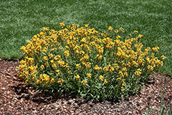 Cheers Florange Wallflower (Erysimum 'Balcherflora') at Lakeshore Garden Centres