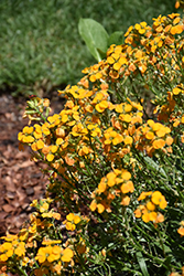 Cheers Florange Wallflower (Erysimum 'Balcherflora') at Lakeshore Garden Centres