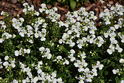 Momento White Nemesia (Nemesia 'Momento White') at Lakeshore Garden Centres