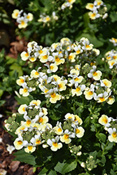 Momento Yellow Nemesia (Nemesia 'Momento Yellow') at Lakeshore Garden Centres