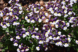 Honey Bicolor Rose Nemesia (Nemesia 'Honey Bicolor Rose') at Lakeshore Garden Centres