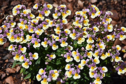 Honey Bicolor Light Pink Nemesia (Nemesia 'Honey Bicolor Light Pink') at Lakeshore Garden Centres