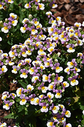 Honey Pink Yellow Cloud Nemesia (Nemesia 'Honey Pink Yellow Cloud') at Lakeshore Garden Centres