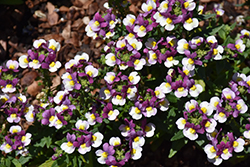Honey Bicolor Pink Nemesia (Nemesia 'Honey Bicolor Pink') at Lakeshore Garden Centres