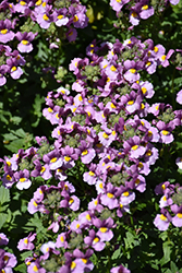 Honey Pink Nemesia (Nemesia 'Honey Pink') at Lakeshore Garden Centres