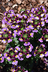 Honey Bicolor Wine Nemesia (Nemesia 'Honey Bicolor Wine') at Lakeshore Garden Centres