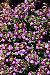 Honey Bicolor Bordeaux Nemesia (Nemesia 'Honey Bicolor Bordeaux') at Lakeshore Garden Centres