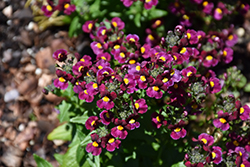 Honey Red Nemesia (Nemesia 'Honey Red') at Lakeshore Garden Centres