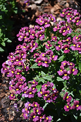 Honey Dark Red Nemesia (Nemesia 'Honey Dark Red') at Lakeshore Garden Centres