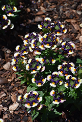 Honey Bicolor Orange Flame Nemesia (Nemesia 'Honey Bicolor Orange Flame') at Lakeshore Garden Centres