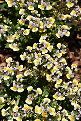 Honey Bicolor Yellow Nemesia (Nemesia 'Honey Bicolor Yellow') at Lakeshore Garden Centres