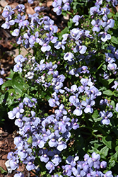 Honey Sky Blue Nemesia (Nemesia 'Honey Sky Blue') at Lakeshore Garden Centres
