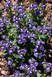 Honey Blue with Eye Nemesia (Nemesia 'Honey Blue with Eye') at Lakeshore Garden Centres