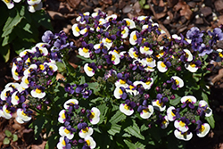Honey Bicolor Blue Nemesia (Nemesia 'Honey Bicolor Blue') at Lakeshore Garden Centres