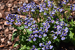 Honey Blue with Yellow Eye Nemesia (Nemesia 'Honey Blue with Yellow Eye') at Lakeshore Garden Centres