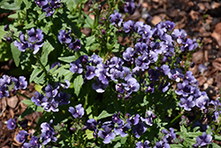 Honey Metallic Blue Nemesia (Nemesia 'Honey Metallic Blue') at Lakeshore Garden Centres