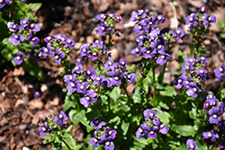 Honey Dark Blue Nemesia (Nemesia 'Honey Dark Blue') at Lakeshore Garden Centres