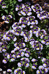 Honey Bicolor Lavender Nemesia (Nemesia 'Honey Bicolor Lavender') at Lakeshore Garden Centres