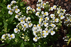 Honey White Nemesia (Nemesia 'Honey White') at Lakeshore Garden Centres