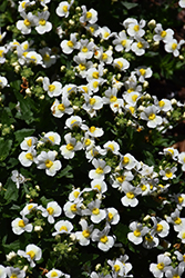 Honey White with Eye Nemesia (Nemesia 'Honey White with Eye') at Lakeshore Garden Centres