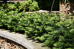 Hedgehog Japanese Plum Yew (Cephalotaxus harringtonia 'Hedgehog') at Lakeshore Garden Centres