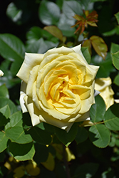 Aunt Gerry Rose (Rosa 'Aunt Gerry') at Lakeshore Garden Centres