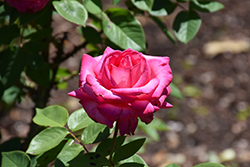 Girls' Night Out Rose (Rosa 'Meigrilega') at Lakeshore Garden Centres